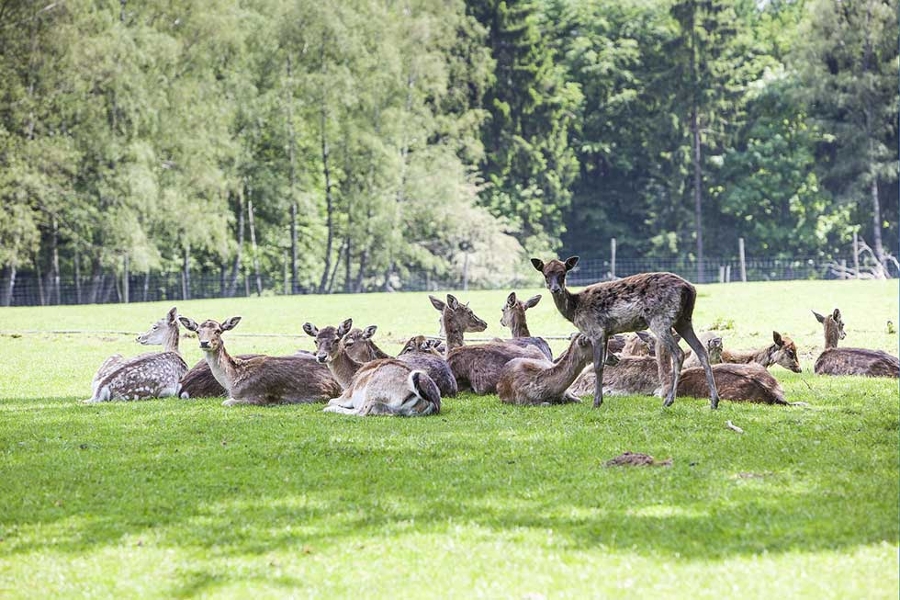 Rehe auf einer Wiese Rehe auf einer Wiese